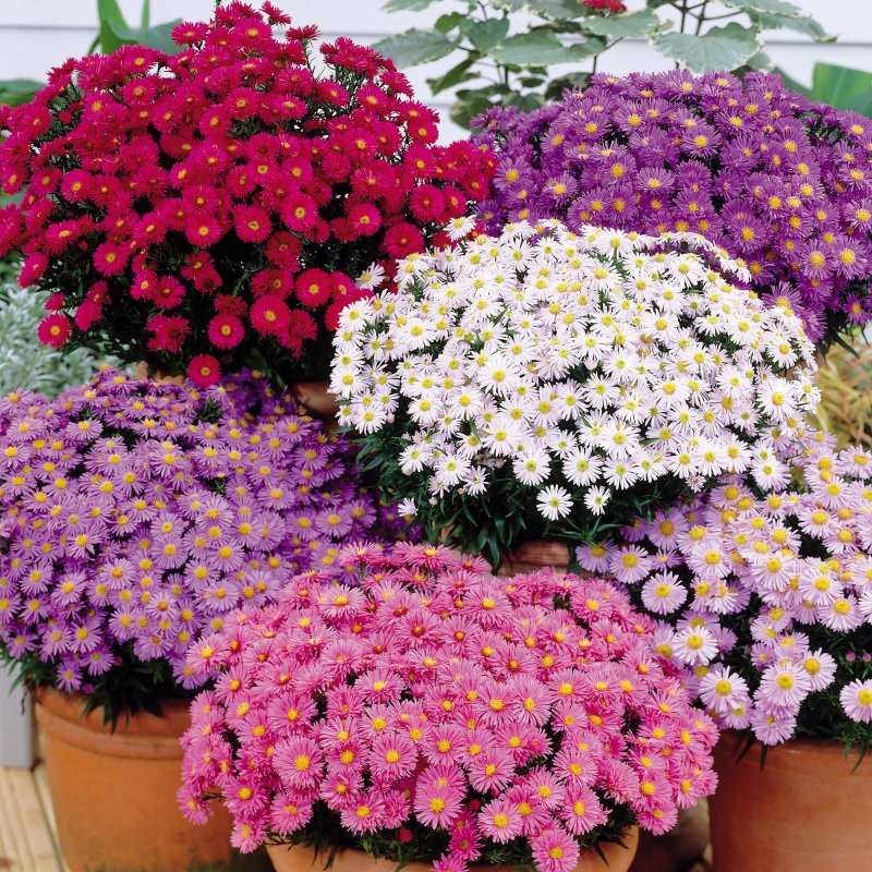 Астра многолетняя кустарниковая (Aster dumosus)