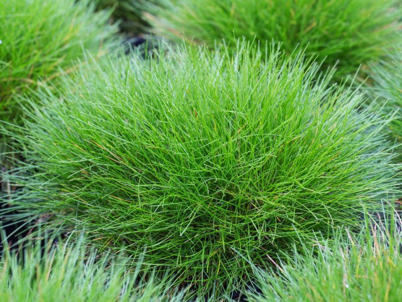 Овсяница (Festuca Walberla
