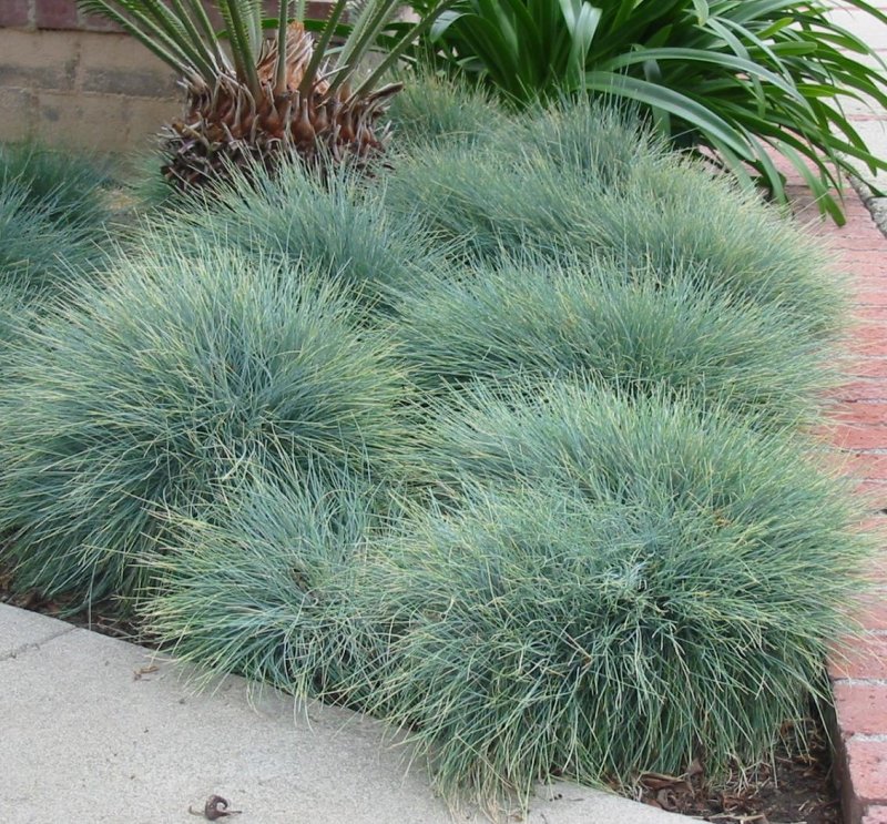 Овсяница (Festuca)