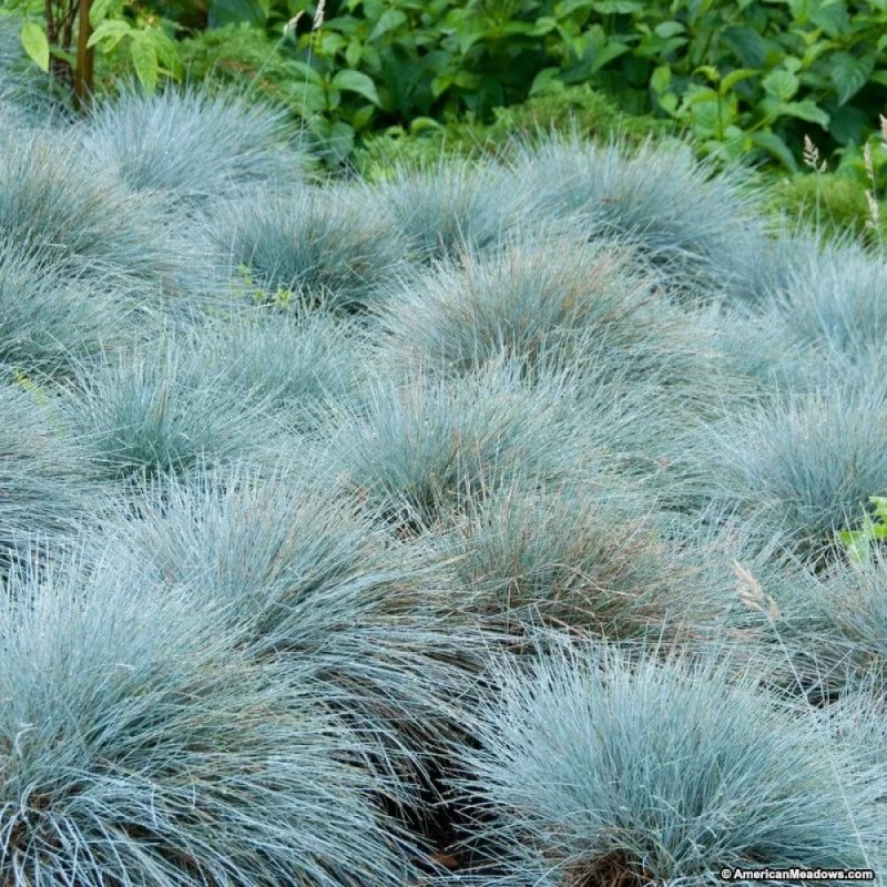 Овсяница (Festuca)