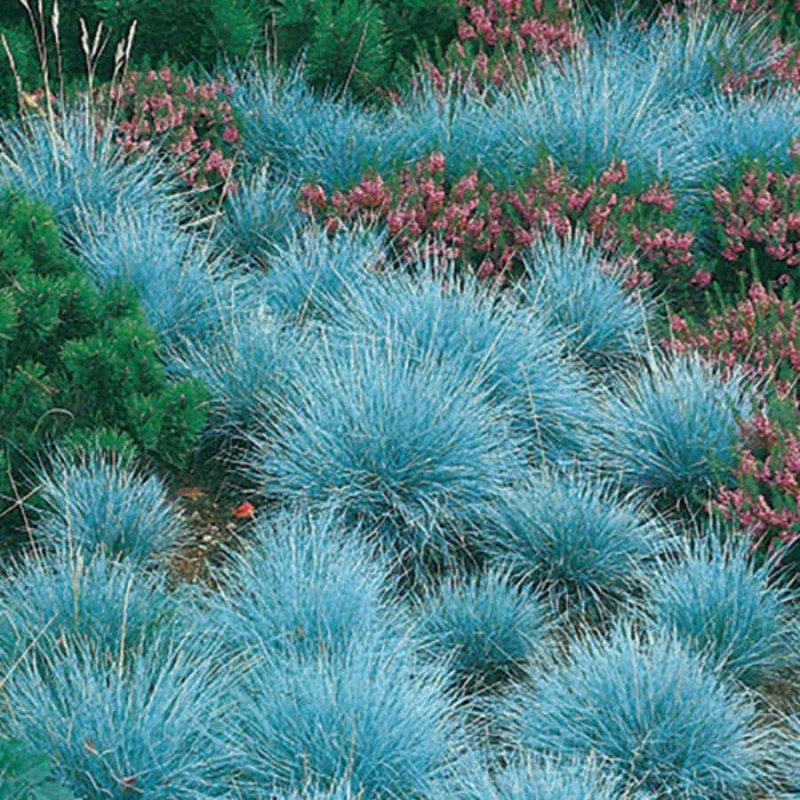 Овсяница Готье (Festuca Gautieri `Hobbit`)