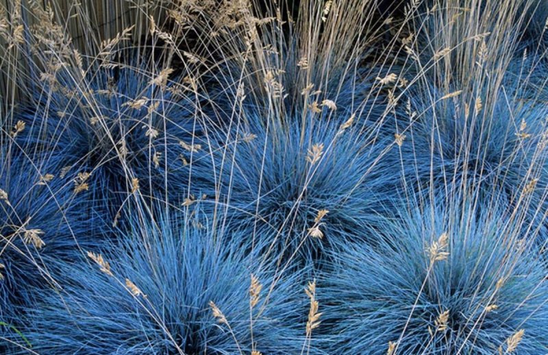 Овсяница (Festuca)
