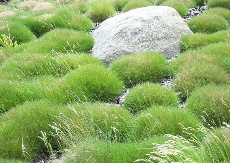 Овсяница сизая (Festuca glauca)