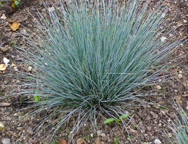 Овсяница красная (Festuca rubra)