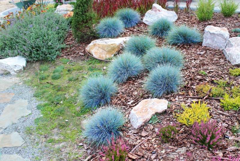 Овсяница метельчатая, фестука Готье Festuca Scoparia