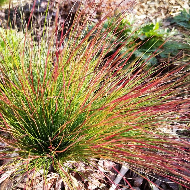 Овсяница красная (Festuca rubra)