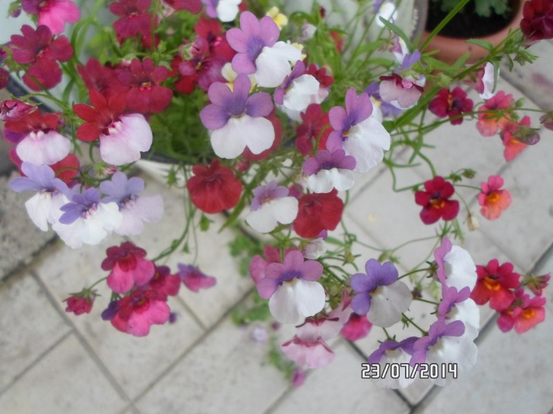 Диасция ампельная Diascia
