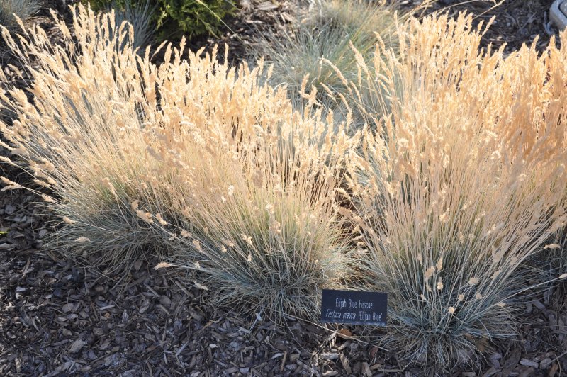 Овсяница сизая (Festuca glauca)