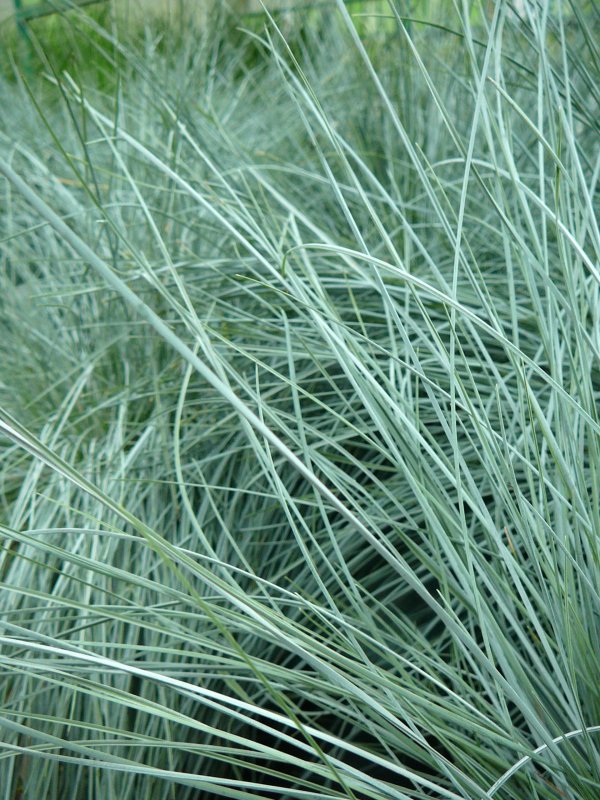 Овсяница сизая (Festuca glauca)
