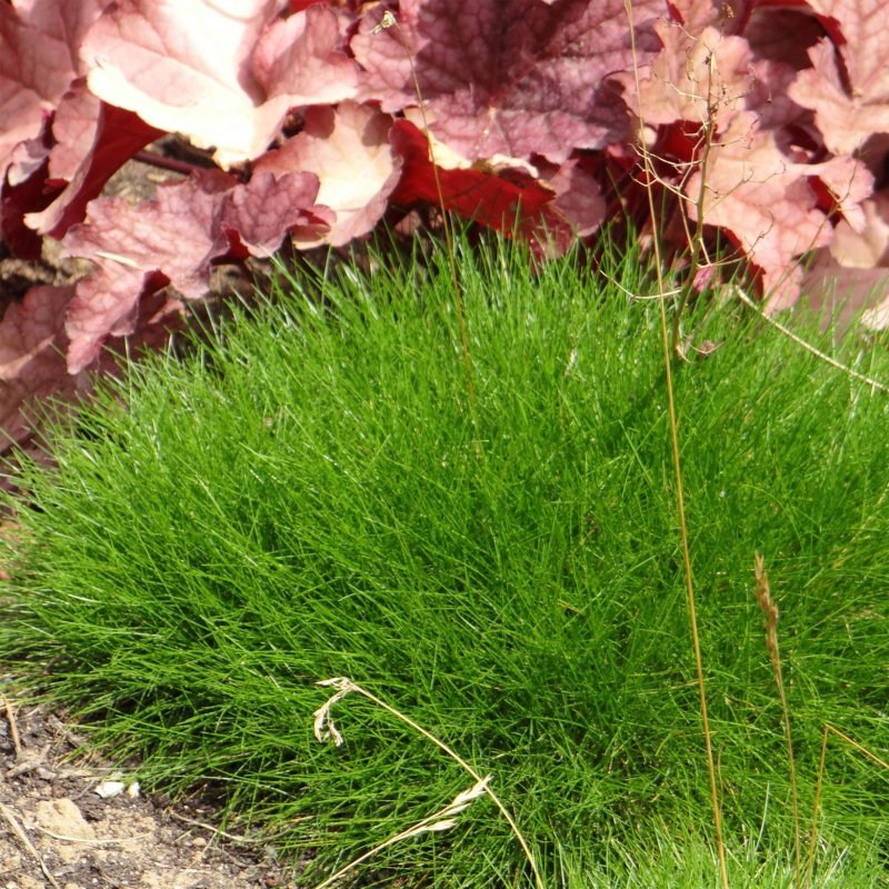Овсяница Мэйери (Festuca mairei)