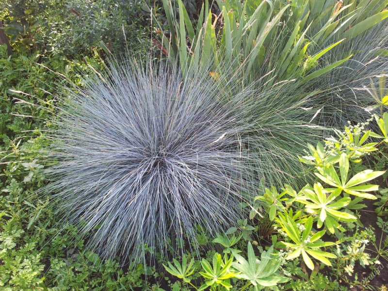 Сеслерия голубая Sesleria glauca