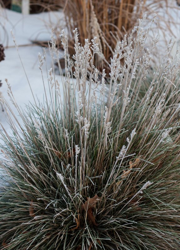 Овсяница Готье (Festuca Gautieri)