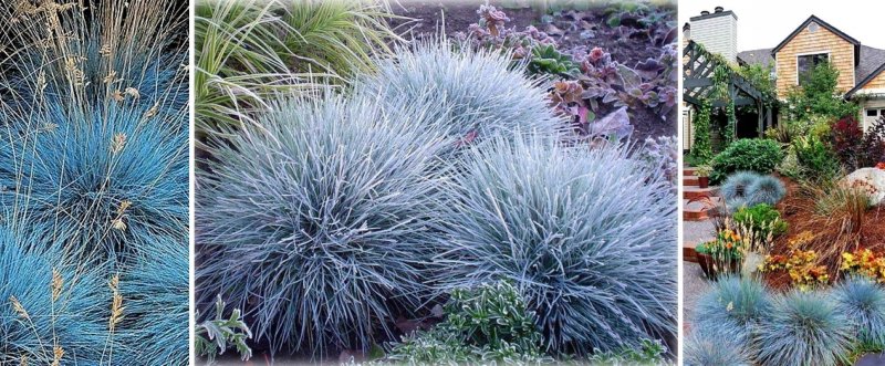 Овсяница сизая Blauglut