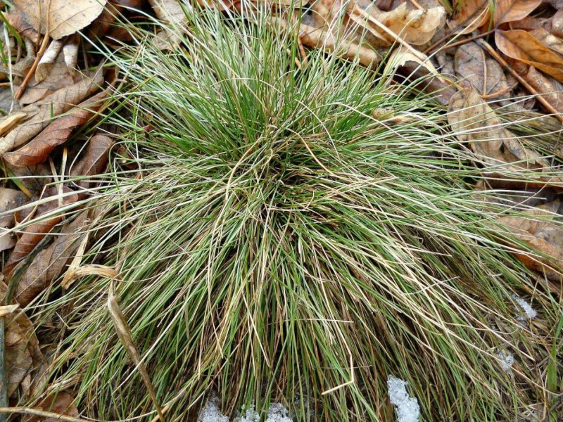 Festuca amethystina