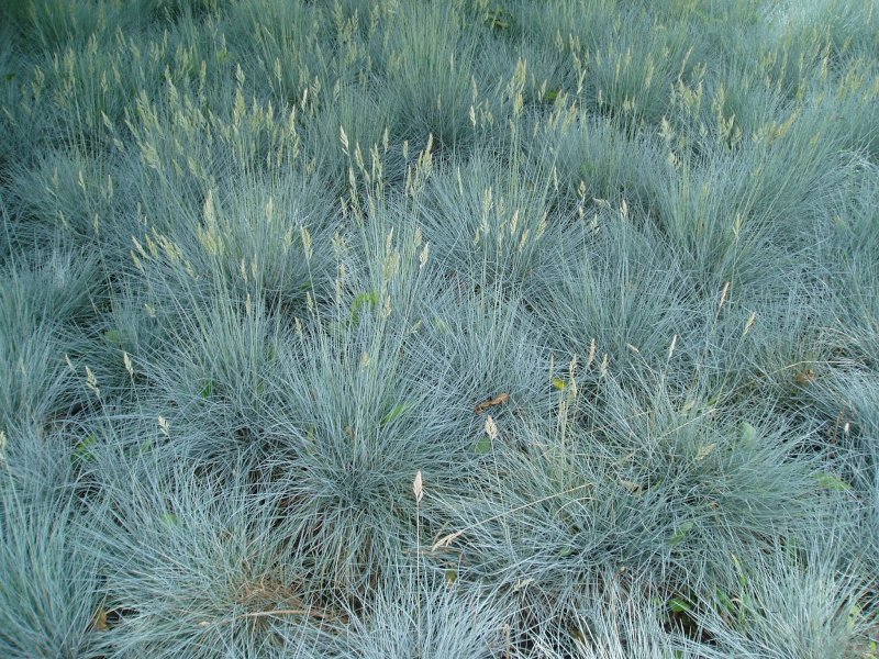 Овсяница сизая (Festuca glauca)