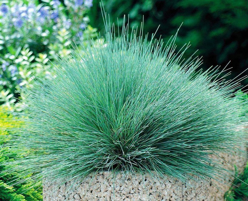 Овсяница (Festuca)