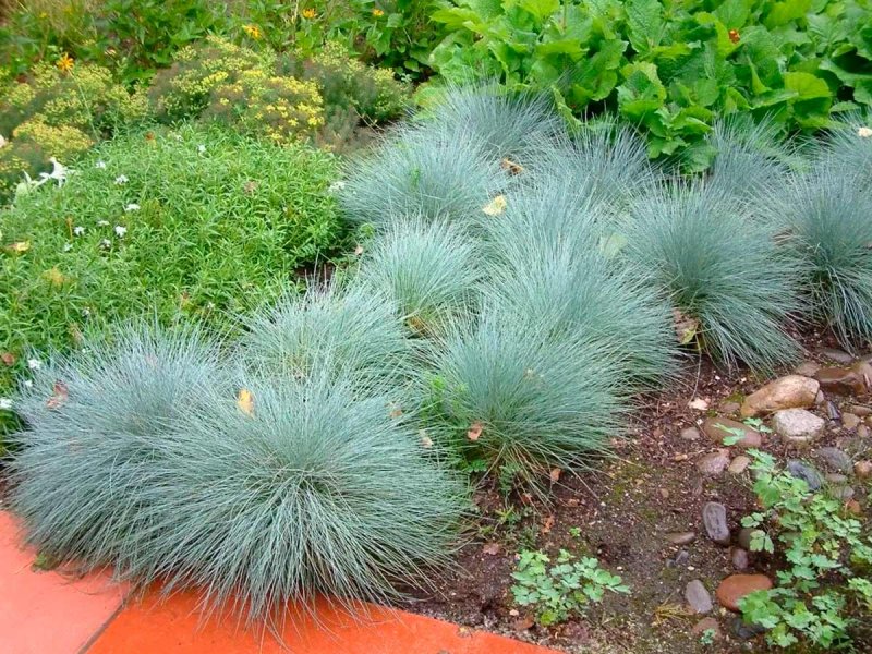 Овсяница сизая (Festuca glauca)