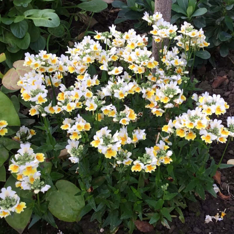 Немезия sun2 White-Yellow bicolor