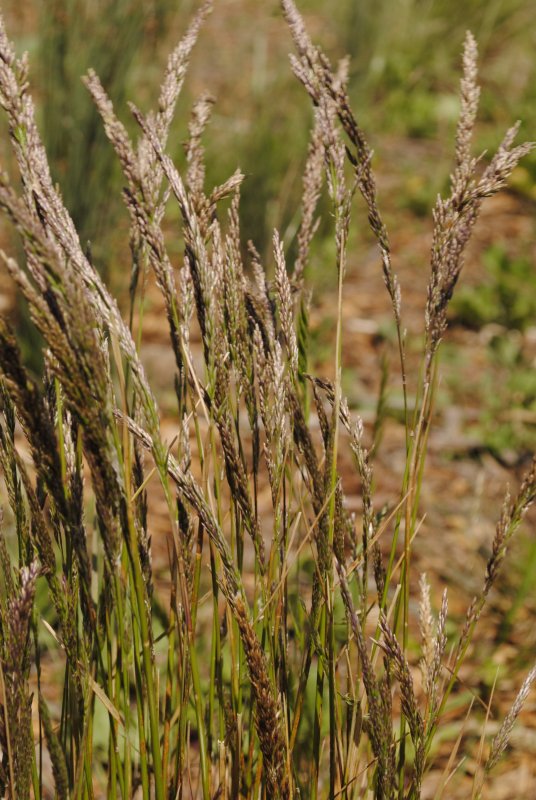 Овсяница Луговая (Festuca pratensis)