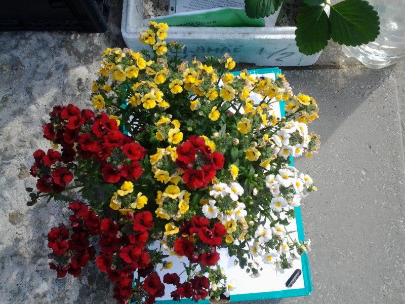 Немезия фото цветов в ящиках