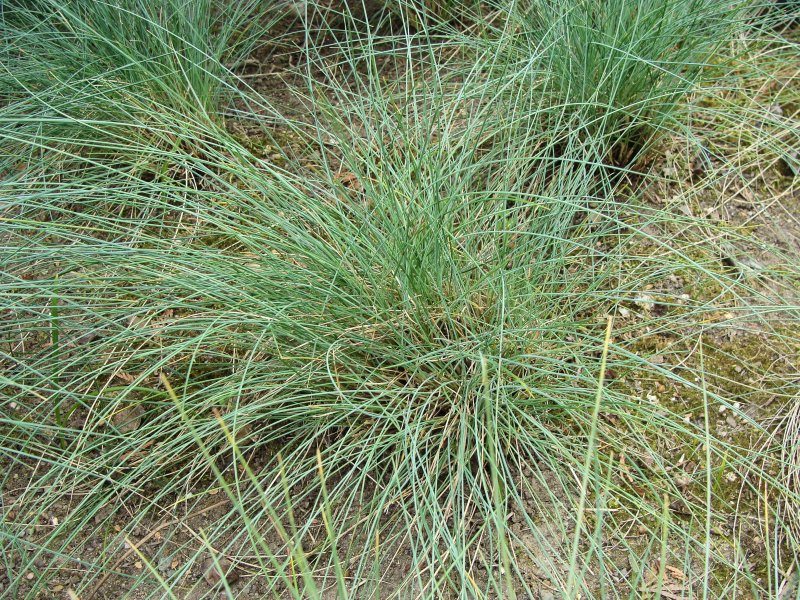 Овсяница сизая (Festuca glauca) "Varna"