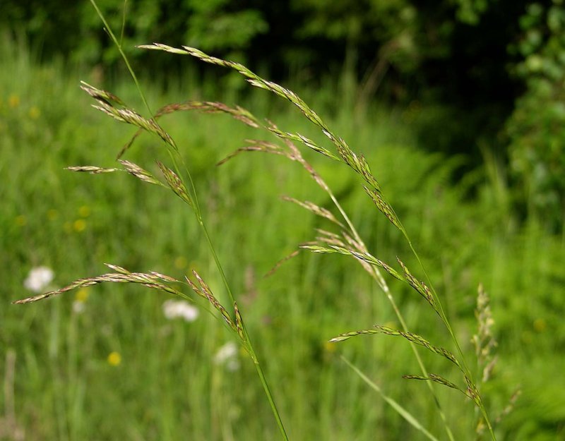 - Вейник Лесной (Calamagrostis arundinacea).