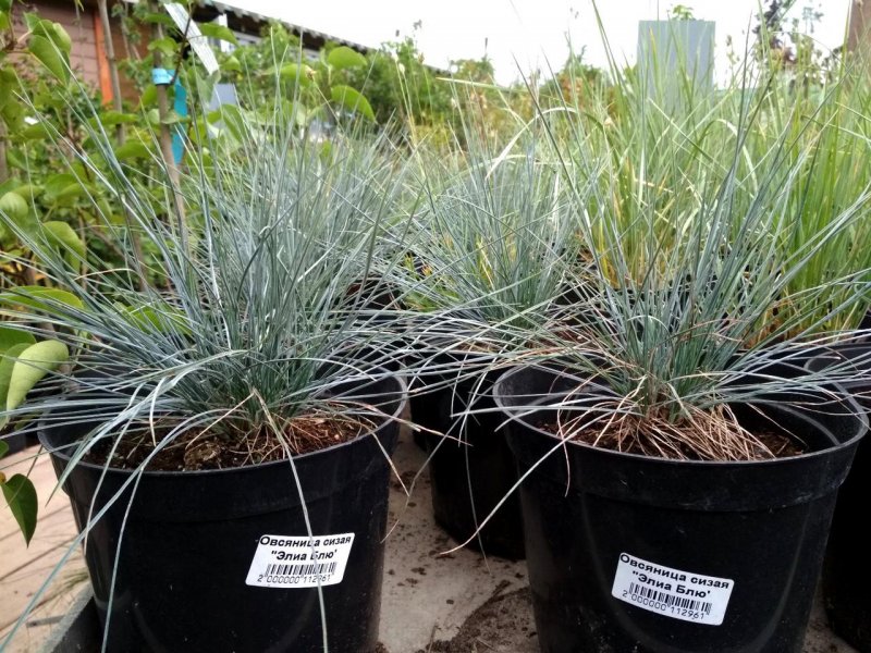 Овсяница сизая (Festuca glauca)
