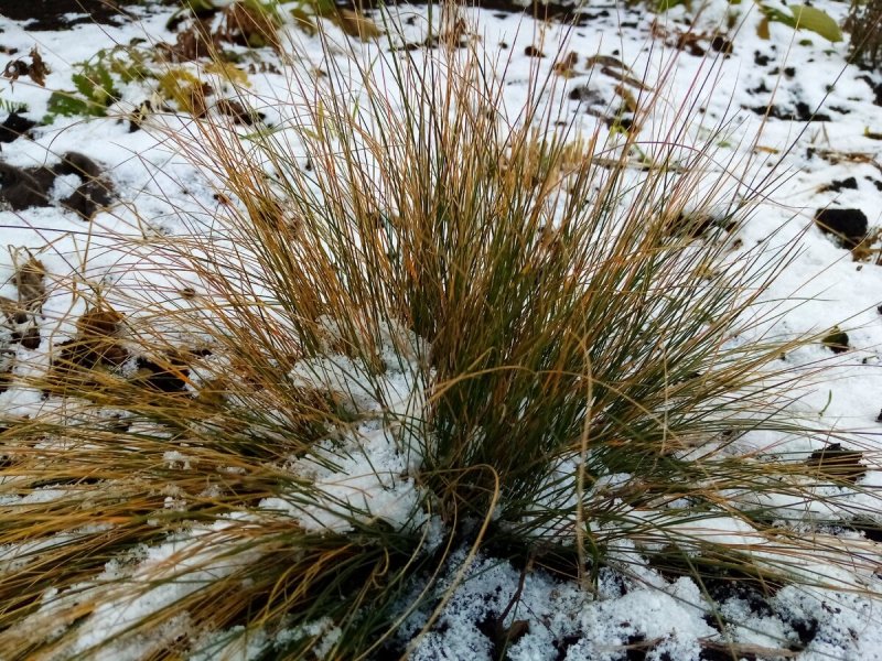 Овсяница Луговая (Festuca pratensis HUDS.)