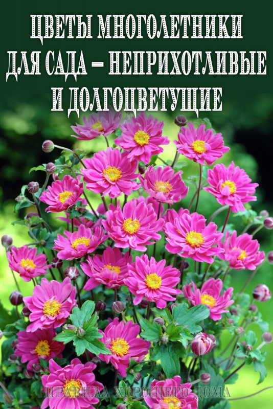 Анемона японская Памина