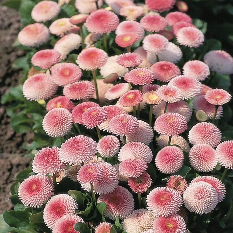 Маргаритка Bellis perennis