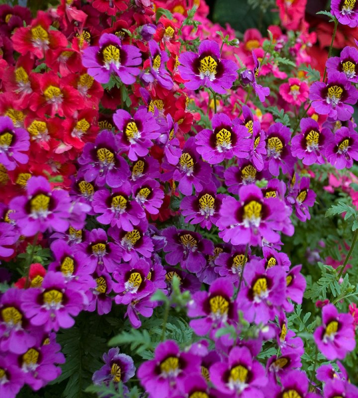 Схизантус Jay Pansies