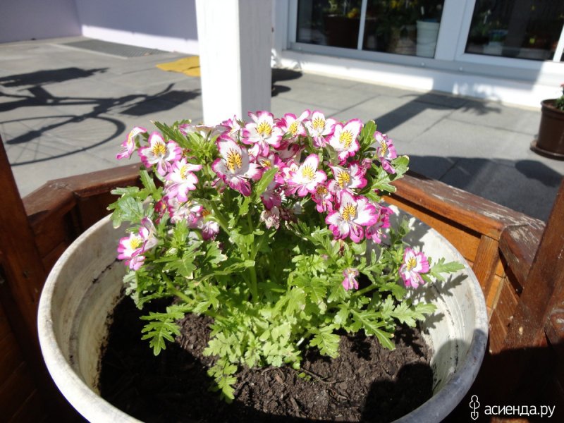 Схизантус Атлантис Rose bicolor