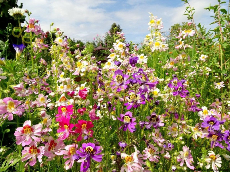 Схизантус Jay Pansies