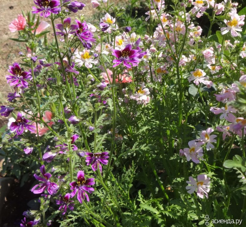 Схизантус Jay Pansies
