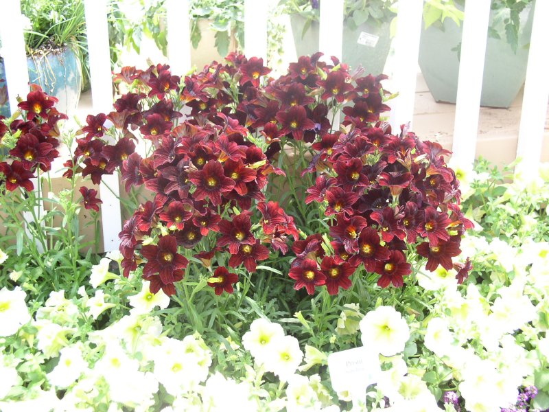 Схизантус Крылья ангела Floret