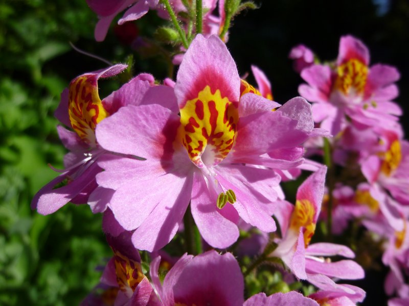 Схизантус Jay Pansies