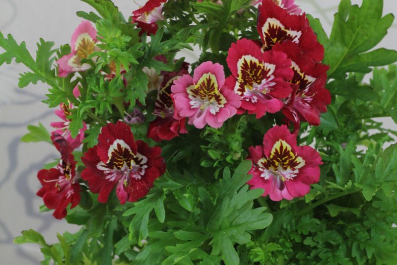 Схизантус Jay Pansies