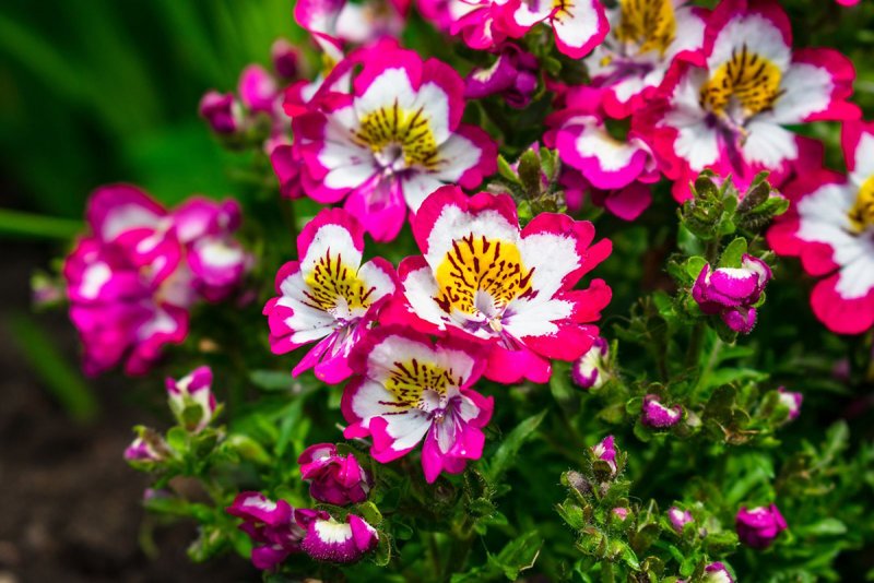 Red Purple Schizanthus Flowers, 30 Seeds, Mixed Angel Wings poor man's Orchid