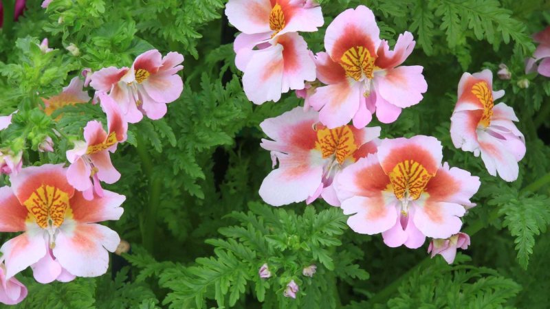 Schizanthus grahamii