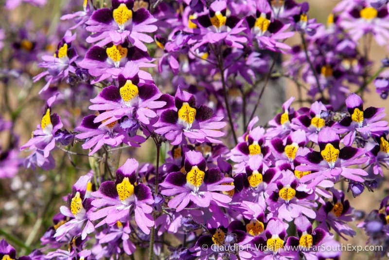 Schizanthus x. wisetonensis