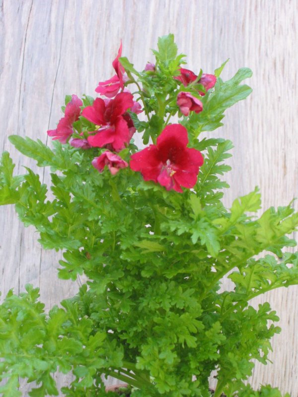 Pulsatílla vulgaris rubra