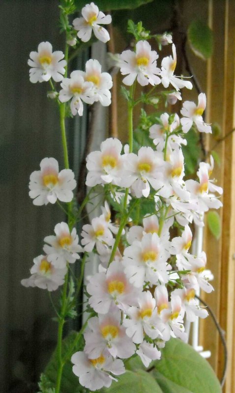 Схизантус Атлантис Rose bicolor