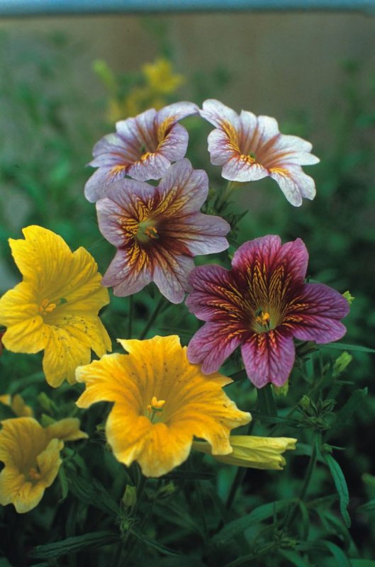 404 Schizanthus pinnatus