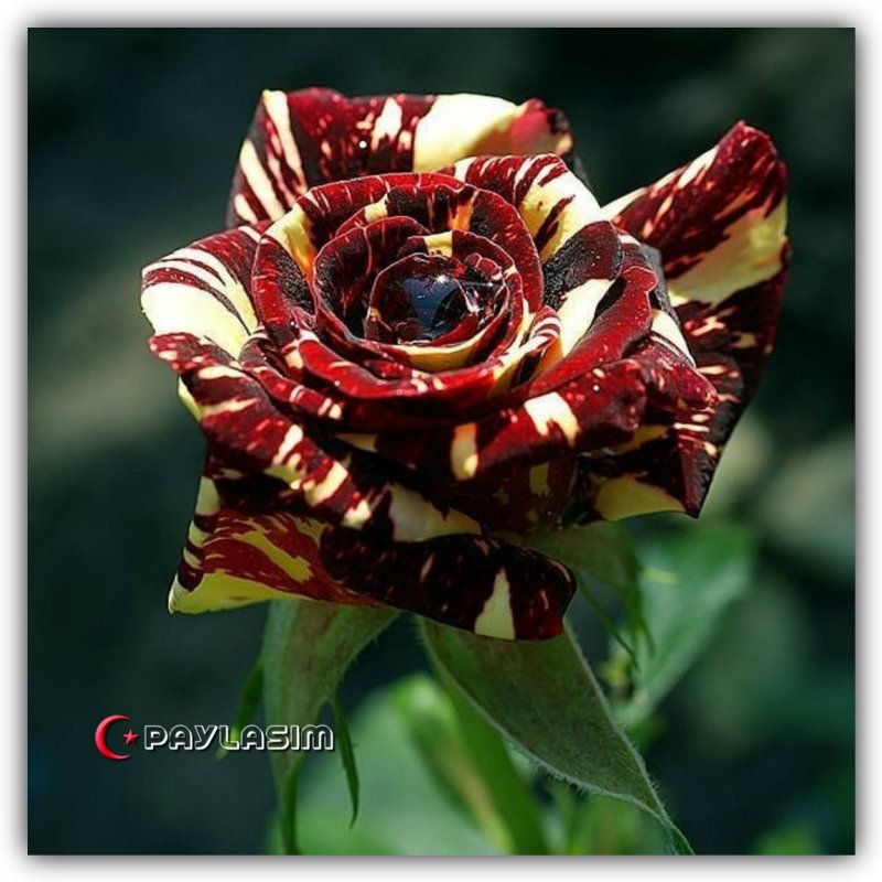 Роза Double-Delight