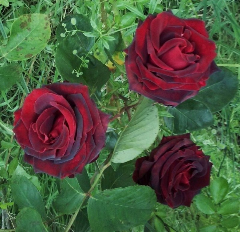 Сорт розы Марина Стевен