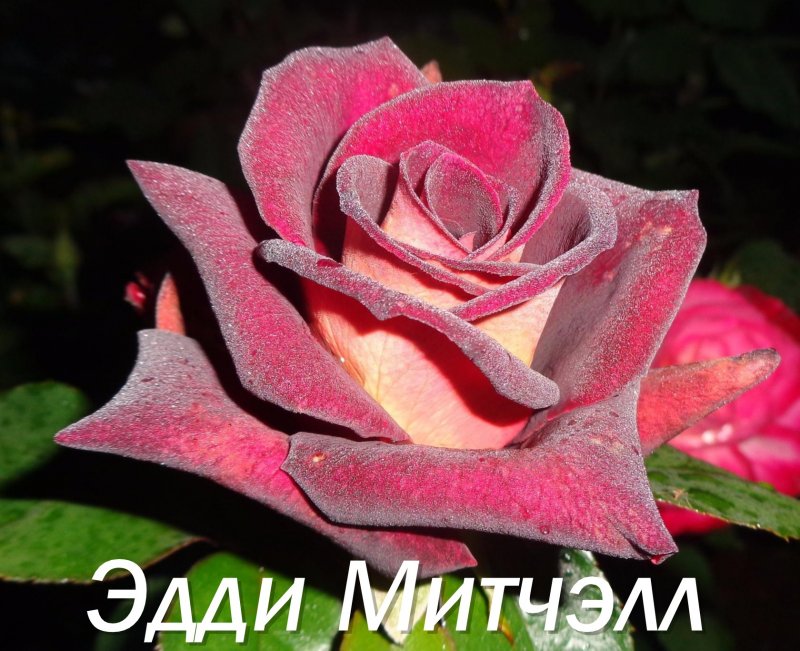 Роза чайно-гибридная Норита (Norita)