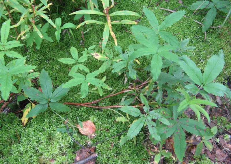 Comarum salesovianum