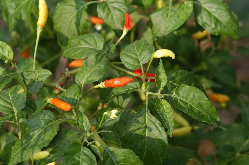 Перец Capsicum annuum