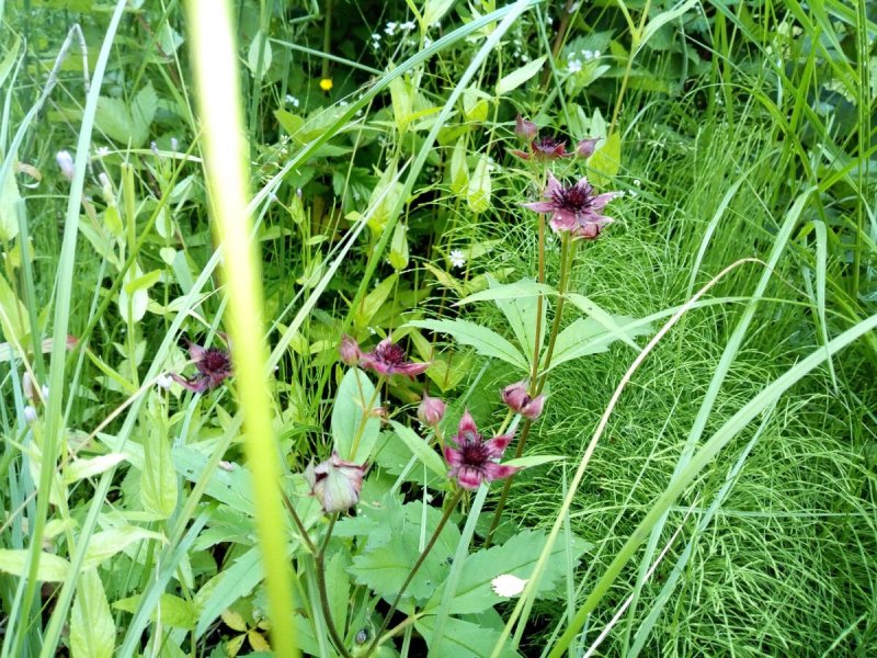 Marsh cinquefoil