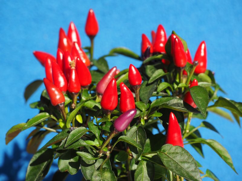 Перец Capsicum annuum